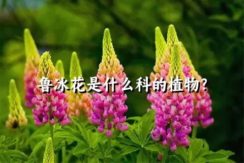 鲁冰花是什么科的植物？