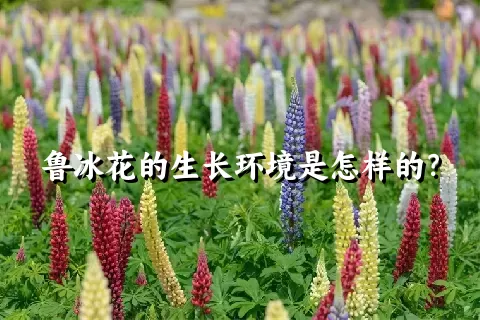 鲁冰花的生长环境是怎样的？