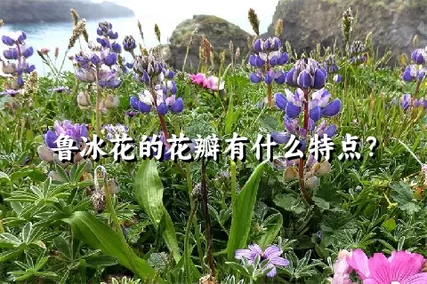 鲁冰花的花瓣有什么特点？