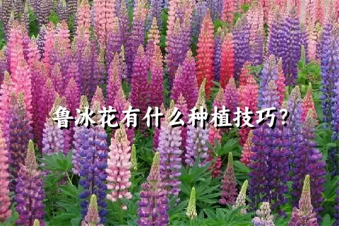 鲁冰花有什么种植技巧？