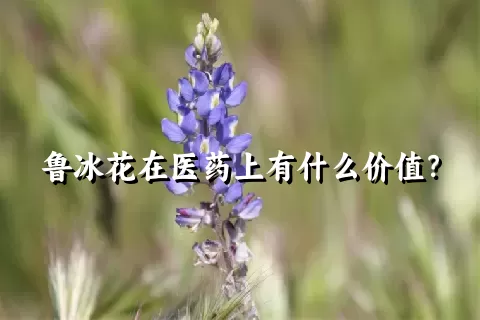 鲁冰花在医药上有什么价值？