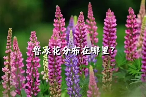 鲁冰花分布在哪里?