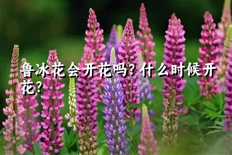 鲁冰花会开花吗？什么时候开花？