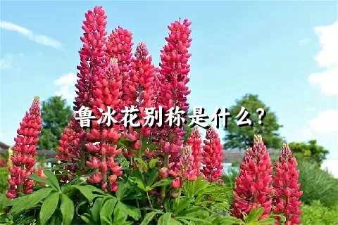 鲁冰花别称是什么？