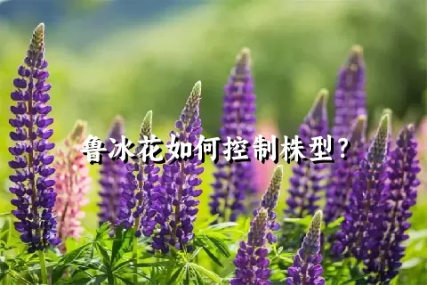 鲁冰花如何控制株型？