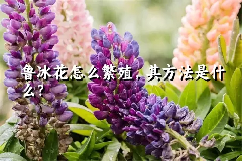 鲁冰花怎么繁殖，其方法是什么？