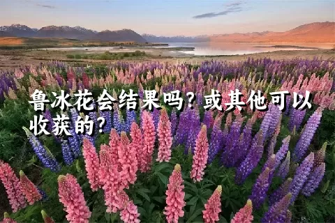 鲁冰花会结果吗？或其他可以收获的？