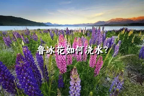 鲁冰花如何浇水？