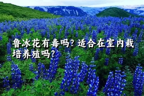 鲁冰花有毒吗？适合在室内栽培养殖吗？