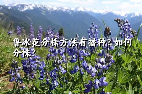 鲁冰花分株方法有播种？如何分株？