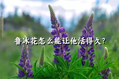 鲁冰花怎么能让他活得久？