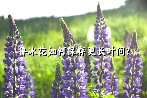 鲁冰花如何保存更长时间？