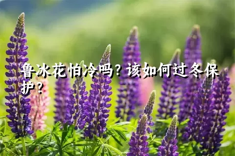 鲁冰花怕冷吗？该如何过冬保护？