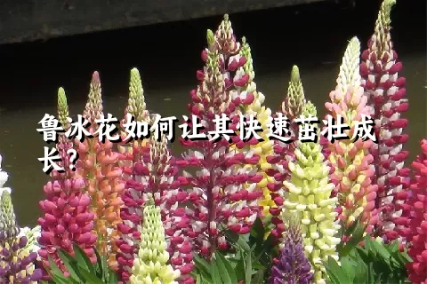 鲁冰花如何让其快速茁壮成长？