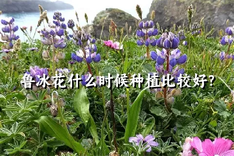 鲁冰花什么时候种植比较好？