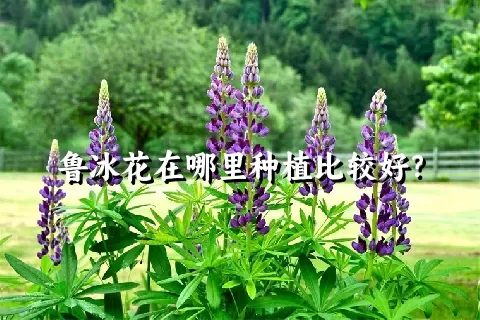 鲁冰花在哪里种植比较好？