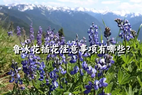 鲁冰花插花注意事项有哪些？