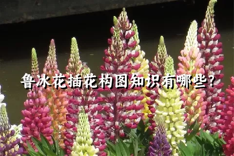 鲁冰花插花构图知识有哪些？