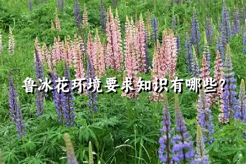 鲁冰花环境要求知识有哪些？