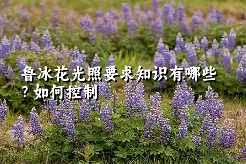 鲁冰花光照要求知识有哪些？如何控制