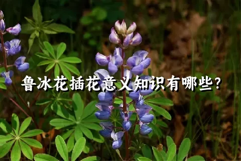 鲁冰花插花意义知识有哪些？