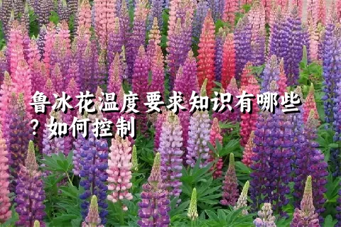 鲁冰花温度要求知识有哪些？如何控制