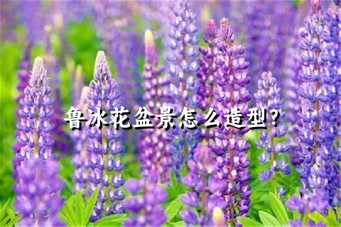 鲁冰花盆景怎么造型？