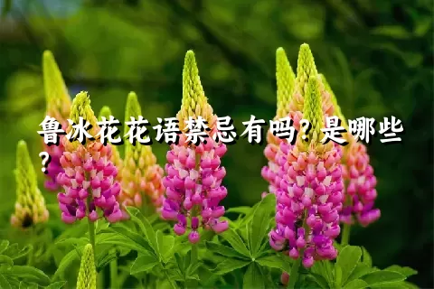 鲁冰花花语禁忌有吗？是哪些？