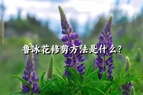 鲁冰花修剪方法是什么？