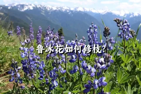 鲁冰花如何修枝？