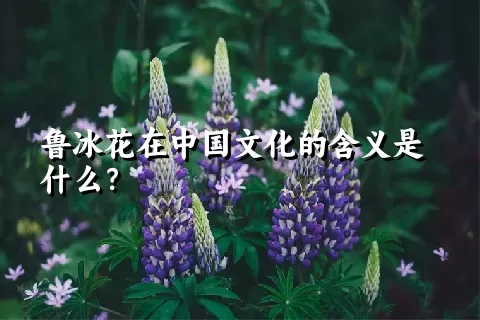 鲁冰花在中国文化的含义是什么？