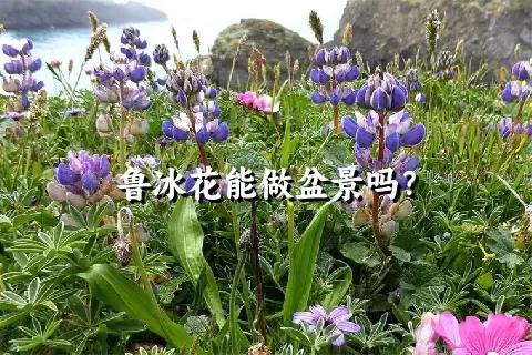 鲁冰花能做盆景吗？