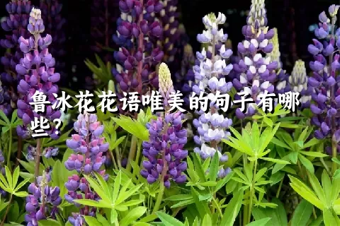 鲁冰花花语唯美的句子有哪些？