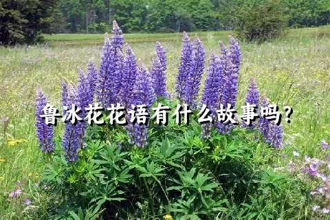 鲁冰花花语有什么故事吗？