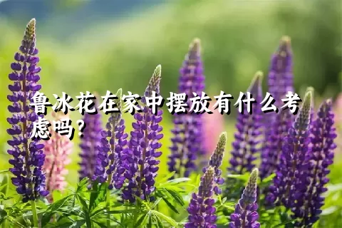 鲁冰花在家中摆放有什么考虑吗？