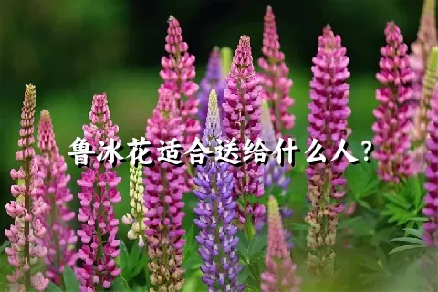 鲁冰花适合送给什么人？