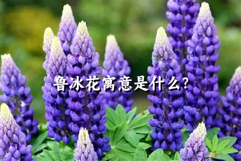 鲁冰花寓意是什么？