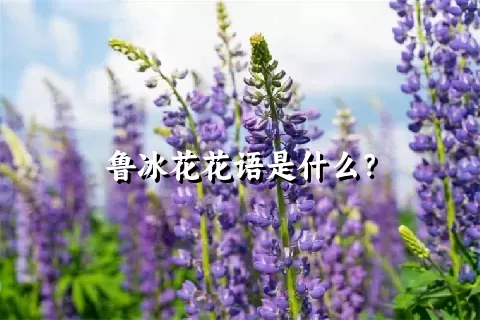 鲁冰花花语是什么？