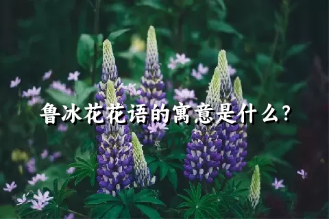 鲁冰花花语的寓意是什么？