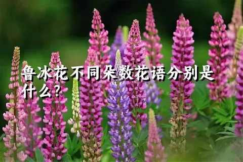 鲁冰花不同朵数花语分别是什么？