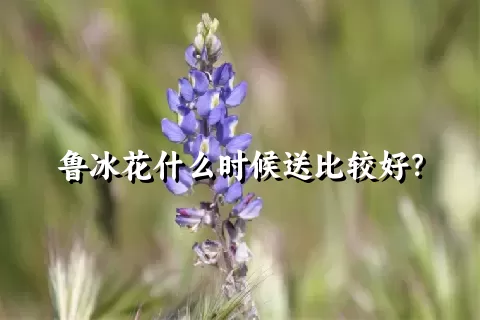 鲁冰花什么时候送比较好？