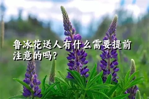 鲁冰花送人有什么需要提前注意的吗？