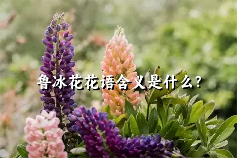 鲁冰花花语含义是什么？