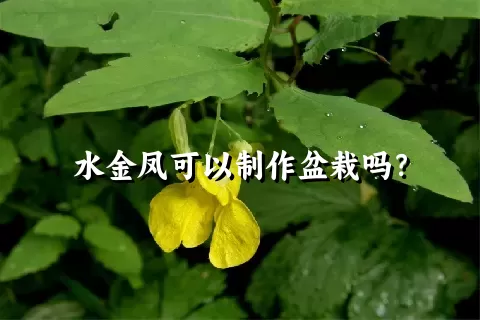 水金凤可以制作盆栽吗？