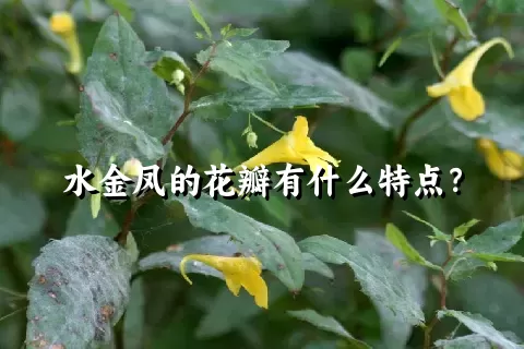 水金凤的花瓣有什么特点？