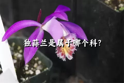 独蒜兰是属于哪个科？