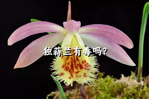 独蒜兰有毒吗？