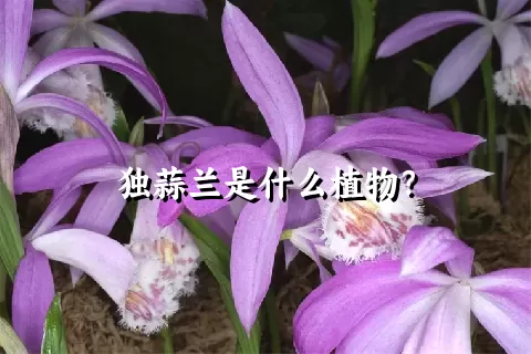 独蒜兰是什么植物？