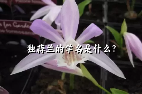 独蒜兰的学名是什么？