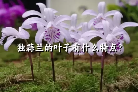 独蒜兰的叶子有什么特点？